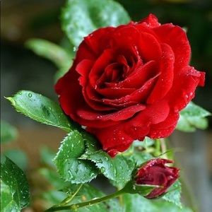 Meet your Posher, Saima